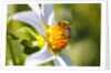Bee on dahlia flower, Willamette Valley, Oregon by Anonymous