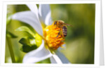 Bee on dahlia flower, Willamette Valley, Oregon by Anonymous