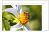 Bee on dahlia flower, Willamette Valley, Oregon by Anonymous