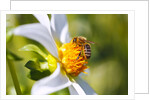 Bee on dahlia flower, Willamette Valley, Oregon by Anonymous