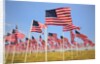 American Flags, Oregon by Anonymous