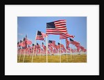 American Flags, Oregon by Anonymous