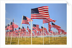 American Flags, Oregon by Anonymous