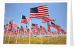 American Flags, Oregon by Anonymous
