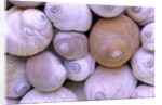 The Distinctive Shells of Lewis's Moonsnails (Polinices Lewissi); Broken Group Islands, Pacific Rim National Park, Vancouver Island, British Columbia, Canada. by Anonymous