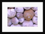 The Distinctive Shells of Lewis's Moonsnails (Polinices Lewissi); Broken Group Islands, Pacific Rim National Park, Vancouver Island, British Columbia, Canada. by Anonymous