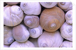 The Distinctive Shells of Lewis's Moonsnails (Polinices Lewissi); Broken Group Islands, Pacific Rim National Park, Vancouver Island, British Columbia, Canada. by Anonymous