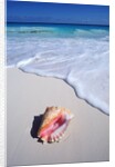 Mexico, Yucatan Peninsula, Carribean Beach at Cancun, Conch Shell on Sand by Anonymous