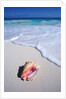Mexico, Yucatan Peninsula, Carribean Beach at Cancun, Conch Shell on Sand by Anonymous