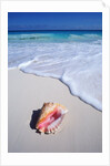 Mexico, Yucatan Peninsula, Carribean Beach at Cancun, Conch Shell on Sand by Anonymous
