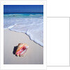 Mexico, Yucatan Peninsula, Carribean Beach at Cancun, Conch Shell on Sand by Anonymous