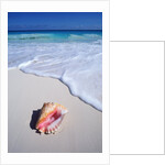 Mexico, Yucatan Peninsula, Carribean Beach at Cancun, Conch Shell on Sand by Anonymous
