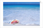 Mexico, Yucatan Peninsula, Carribean Beach at Cancun, Conch Shell on Sand by Corbis