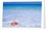 Mexico, Yucatan Peninsula, Carribean Beach at Cancun, Conch Shell on Sand by Corbis