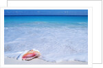 Mexico, Yucatan Peninsula, Carribean Beach at Cancun, Conch Shell on Sand by Corbis