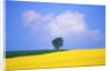 Canola Crop with Lone Tree, Blue Sky and Cumulus Clouds in South of France by Anonymous