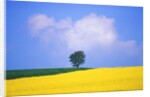 Canola Crop with Lone Tree, Blue Sky and Cumulus Clouds in South of France by Anonymous