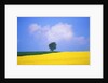 Canola Crop with Lone Tree, Blue Sky and Cumulus Clouds in South of France by Anonymous