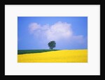 Canola Crop with Lone Tree, Blue Sky and Cumulus Clouds in South of France by Anonymous