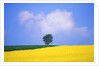 Canola Crop with Lone Tree, Blue Sky and Cumulus Clouds in South of France by Anonymous