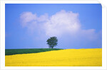 Canola Crop with Lone Tree, Blue Sky and Cumulus Clouds in South of France by Anonymous