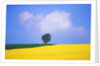 Canola Crop with Lone Tree, Blue Sky and Cumulus Clouds in South of France by Anonymous