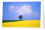 Canola Crop with Lone Tree, Blue Sky and Cumulus Clouds in South of France by Anonymous
