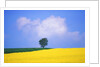Canola Crop with Lone Tree, Blue Sky and Cumulus Clouds in South of France by Anonymous