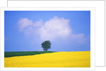 Canola Crop with Lone Tree, Blue Sky and Cumulus Clouds in South of France by Anonymous