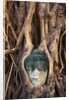 South East Asia, Thailand, Ayuthaya, Wat Mahathat, Buddha Head Entwined in Roots of Banyan Tree by Anonymous