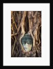 South East Asia, Thailand, Ayuthaya, Wat Mahathat, Buddha Head Entwined in Roots of Banyan Tree by Anonymous