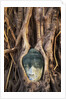South East Asia, Thailand, Ayuthaya, Wat Mahathat, Buddha Head Entwined in Roots of Banyan Tree by Anonymous