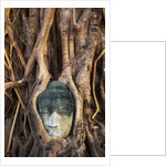 South East Asia, Thailand, Ayuthaya, Wat Mahathat, Buddha Head Entwined in Roots of Banyan Tree by Anonymous
