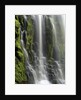 USA, Oregon, Proxy Falls - Waterfall Details by Anonymous