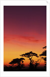 USA, California, Carmel, Highway 1 on Coast, Pebble Beach, Juniper Trees at Sunset by Anonymous