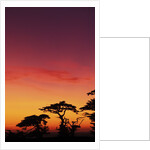 USA, California, Carmel, Highway 1 on Coast, Pebble Beach, Juniper Trees at Sunset by Anonymous