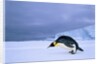 Emperor Penguin (Aptenodytes Forsteri) at the Edge of the Shorefast Ice, Drescher Inlet, 72 Degrees South, Weddell Sea, Antarctica. by Anonymous