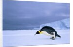 Emperor Penguin (Aptenodytes Forsteri) at the Edge of the Shorefast Ice, Drescher Inlet, 72 Degrees South, Weddell Sea, Antarctica. by Anonymous