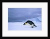 Emperor Penguin (Aptenodytes Forsteri) at the Edge of the Shorefast Ice, Drescher Inlet, 72 Degrees South, Weddell Sea, Antarctica. by Anonymous