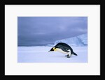 Emperor Penguin (Aptenodytes Forsteri) at the Edge of the Shorefast Ice, Drescher Inlet, 72 Degrees South, Weddell Sea, Antarctica. by Anonymous