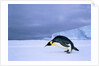 Emperor Penguin (Aptenodytes Forsteri) at the Edge of the Shorefast Ice, Drescher Inlet, 72 Degrees South, Weddell Sea, Antarctica. by Anonymous