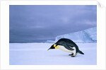 Emperor Penguin (Aptenodytes Forsteri) at the Edge of the Shorefast Ice, Drescher Inlet, 72 Degrees South, Weddell Sea, Antarctica. by Anonymous