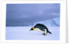 Emperor Penguin (Aptenodytes Forsteri) at the Edge of the Shorefast Ice, Drescher Inlet, 72 Degrees South, Weddell Sea, Antarctica. by Anonymous