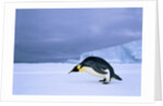 Emperor Penguin (Aptenodytes Forsteri) at the Edge of the Shorefast Ice, Drescher Inlet, 72 Degrees South, Weddell Sea, Antarctica. by Anonymous