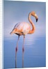 Greater Flamingo (Phoenicopterus Ruber), Isabela Island, Galapagos Archipelago, Ecuador by Anonymous