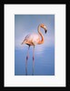 Greater Flamingo (Phoenicopterus Ruber), Isabela Island, Galapagos Archipelago, Ecuador by Anonymous