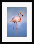 Greater Flamingo (Phoenicopterus Ruber), Isabela Island, Galapagos Archipelago, Ecuador by Anonymous