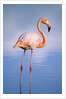 Greater Flamingo (Phoenicopterus Ruber), Isabela Island, Galapagos Archipelago, Ecuador by Anonymous