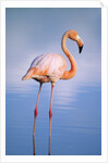 Greater Flamingo (Phoenicopterus Ruber), Isabela Island, Galapagos Archipelago, Ecuador by Anonymous