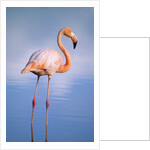 Greater Flamingo (Phoenicopterus Ruber), Isabela Island, Galapagos Archipelago, Ecuador by Anonymous